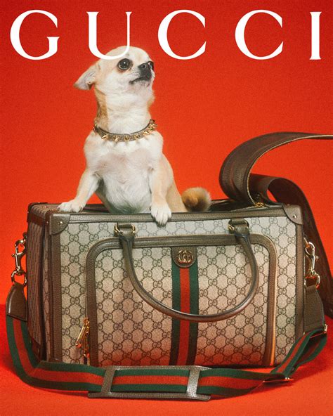 gucci dog 25 bag|new gucci pet collection.